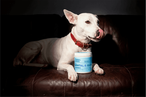 Cooper & Bella visual 5